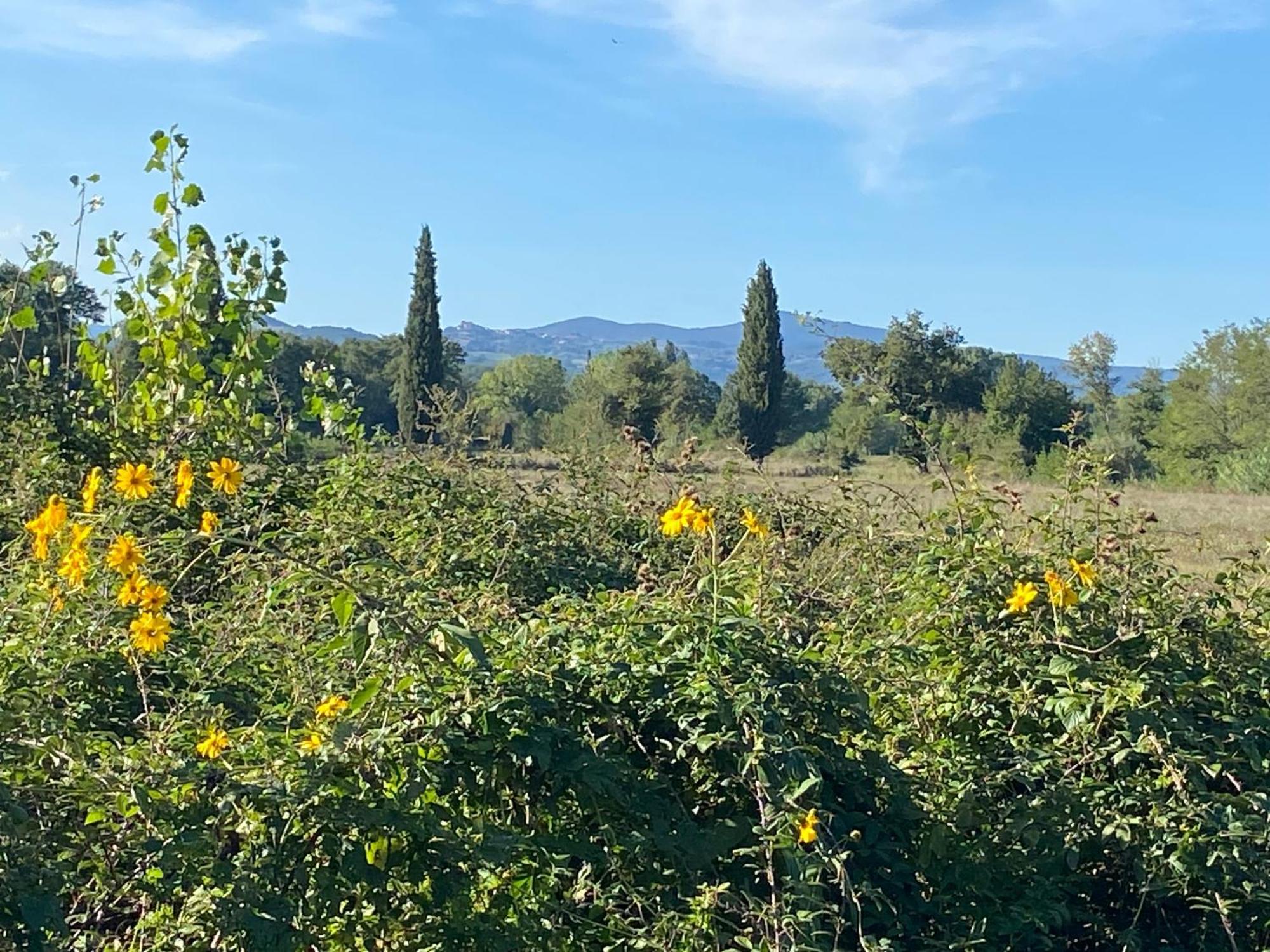 Aparthotel Il Casale Delle Rose à Civitella Paganico Extérieur photo